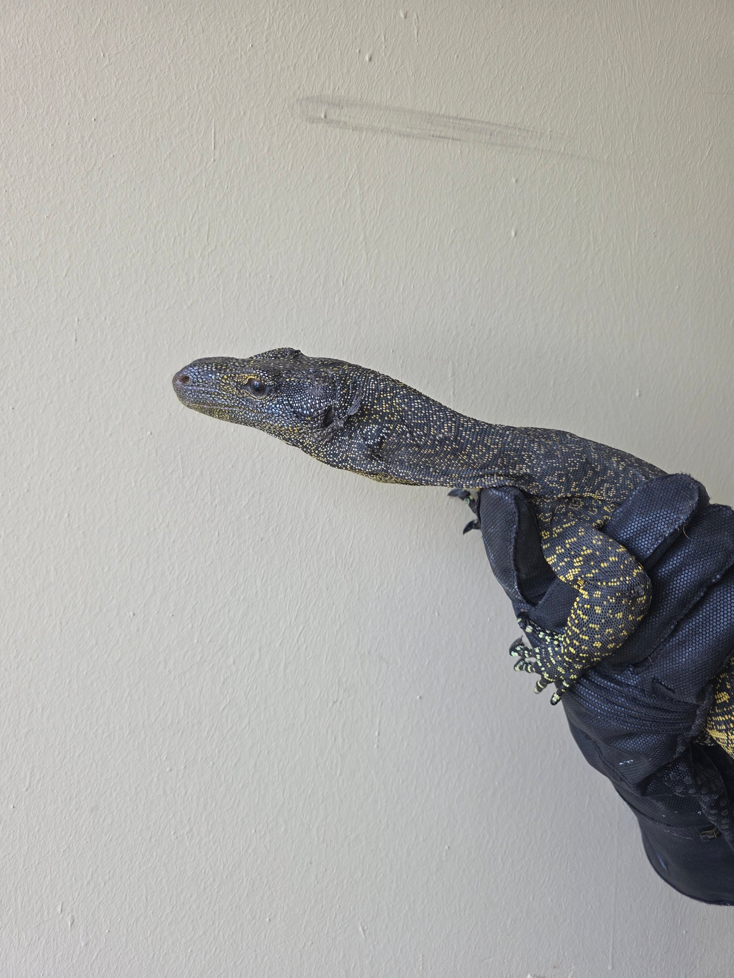 Papuawaran / Varanus salvadorii