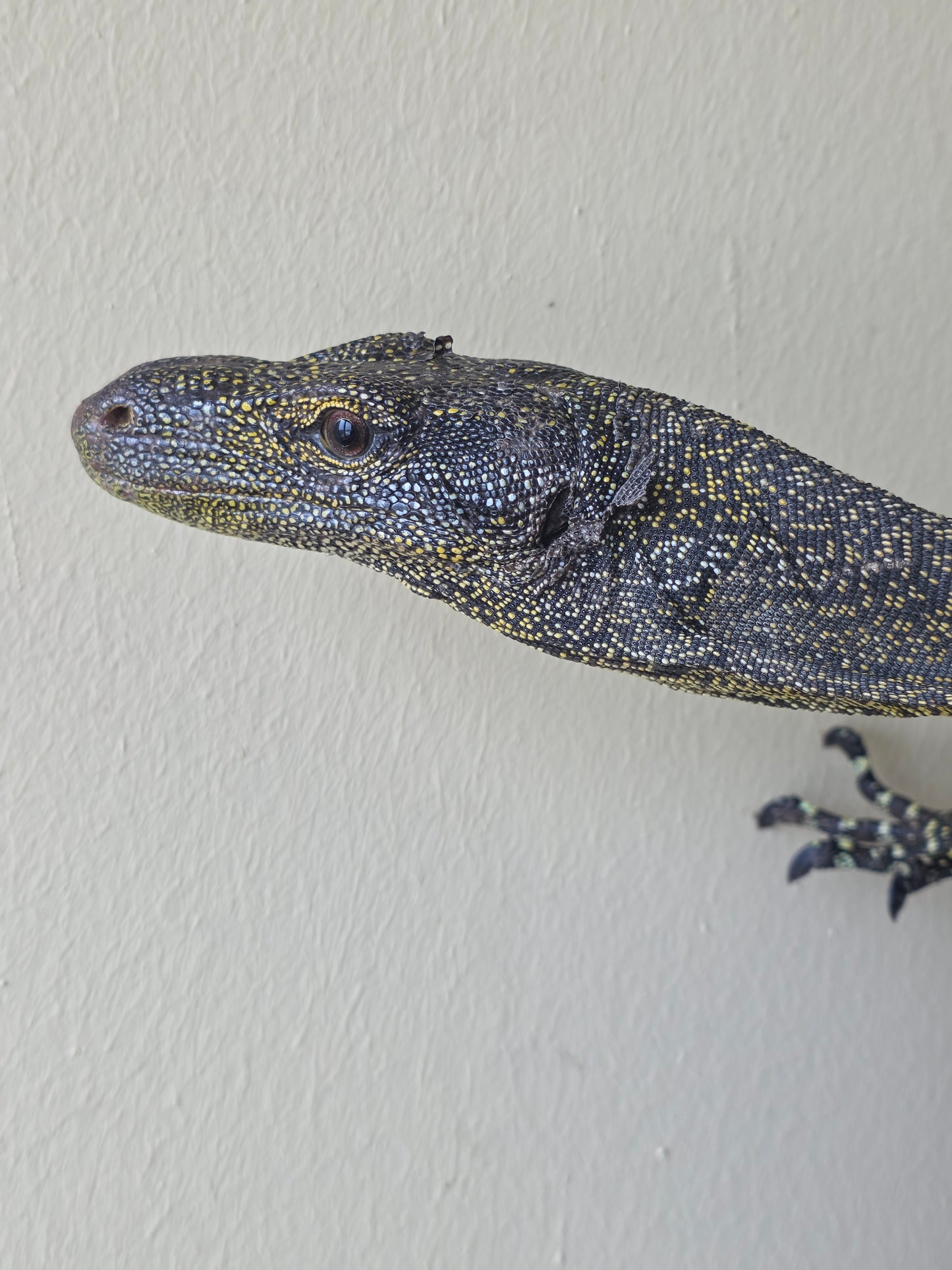 Papuawaran / Varanus salvadorii