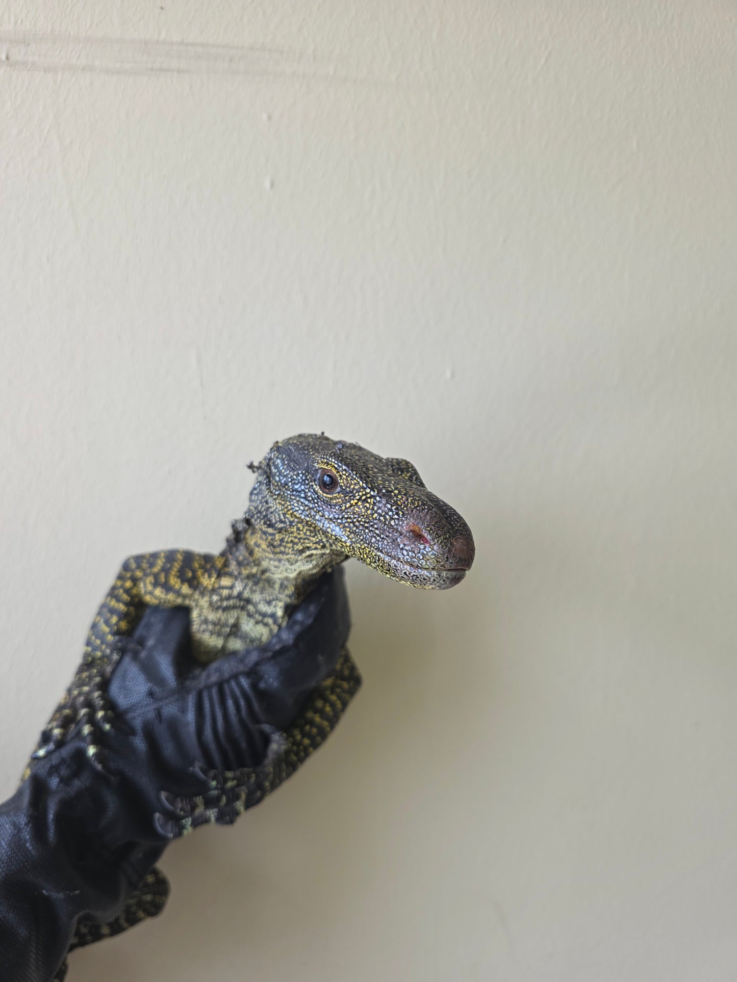 Papuawaran / Varanus salvadorii