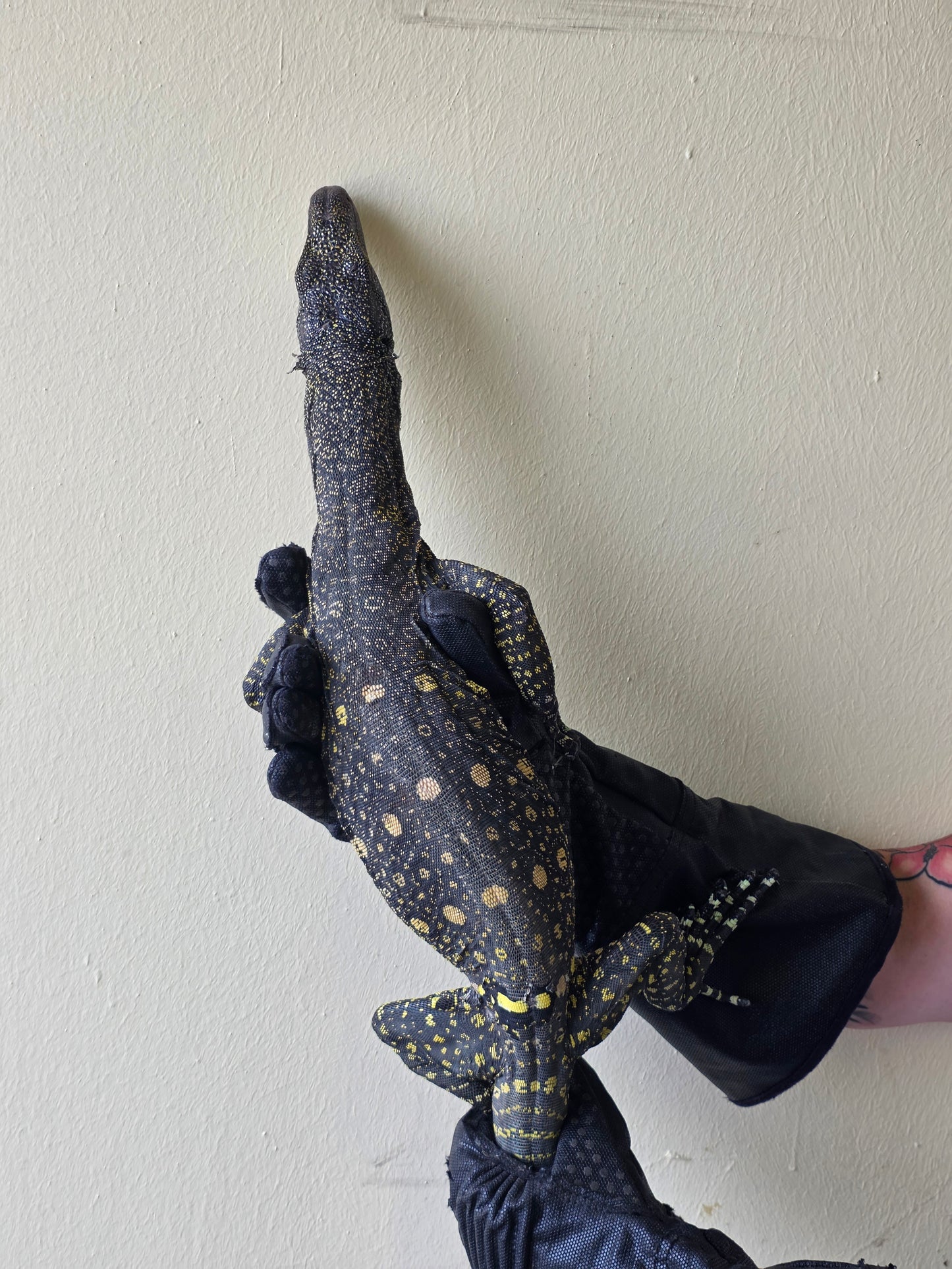 Papuawaran / Varanus salvadorii