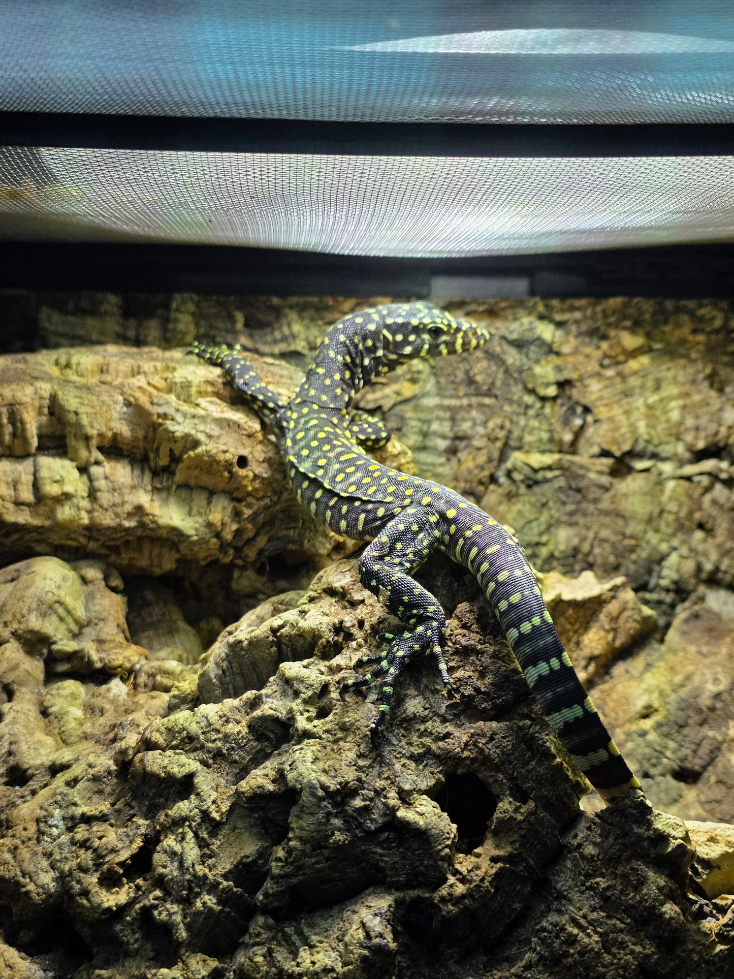 Blauschwanzwaran / Varanus doreanus
