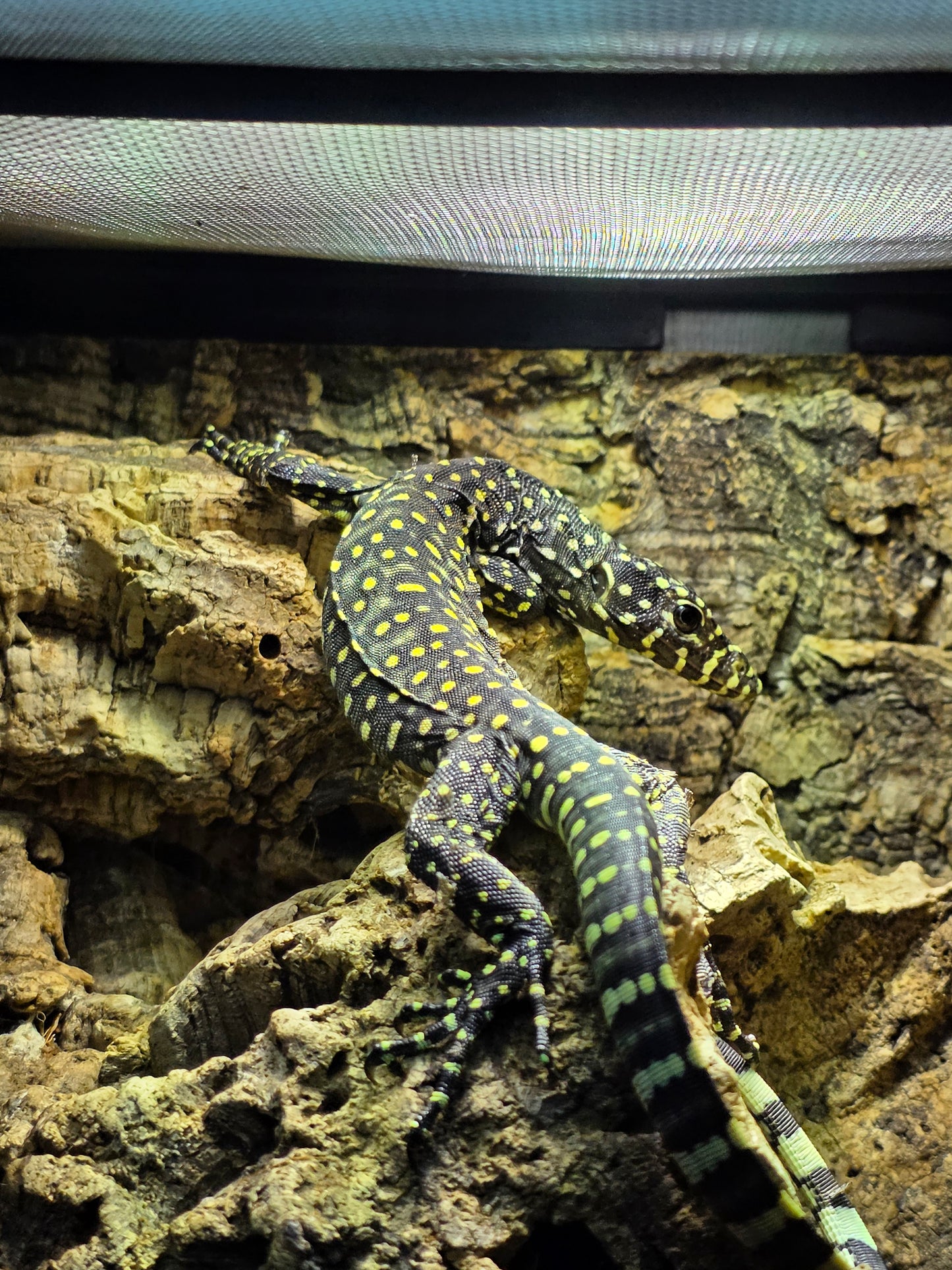 Blauschwanzwaran / Varanus doreanus