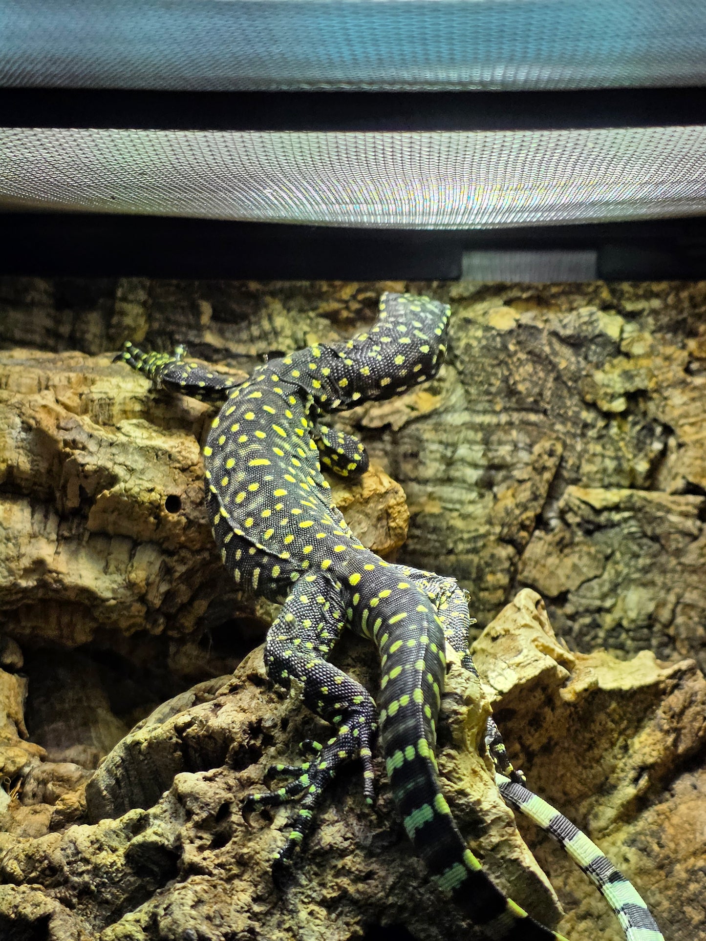 Blauschwanzwaran / Varanus doreanus