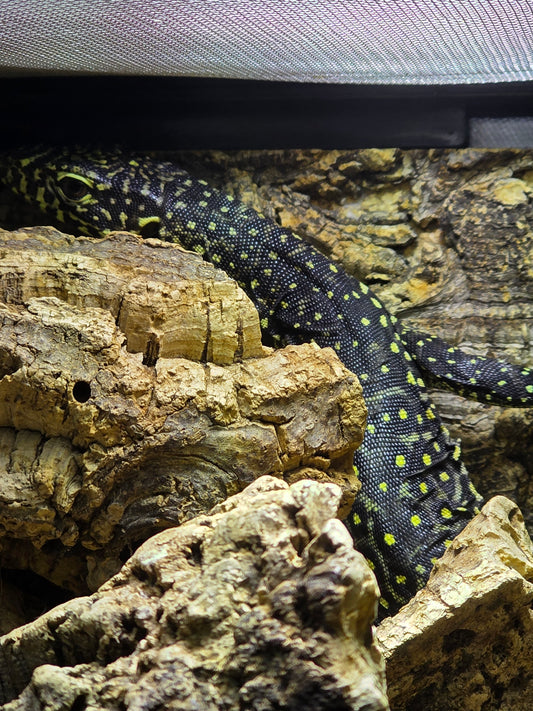 Blauschwanzwaran / Varanus doreanus