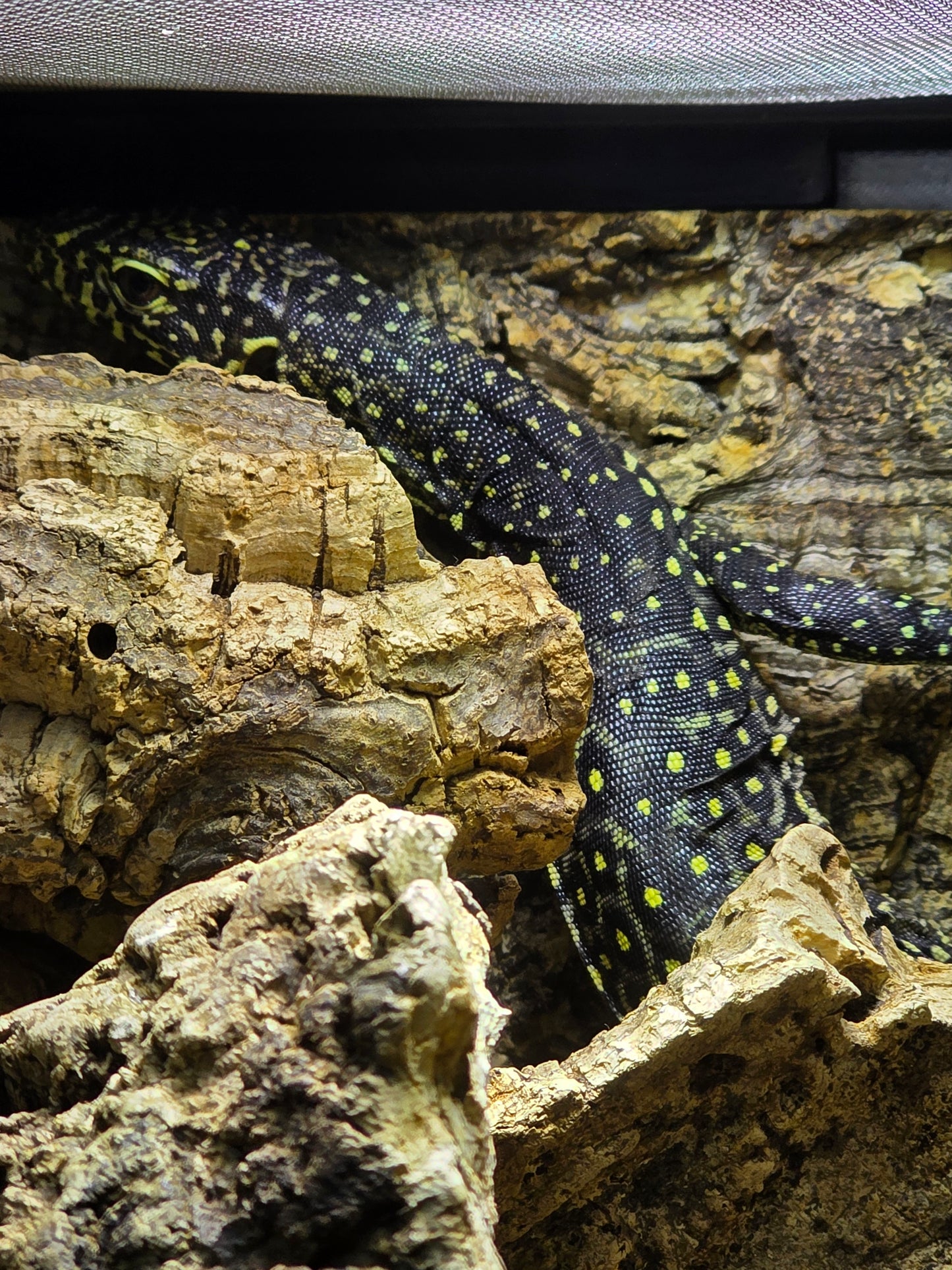 Blauschwanzwaran / Varanus doreanus