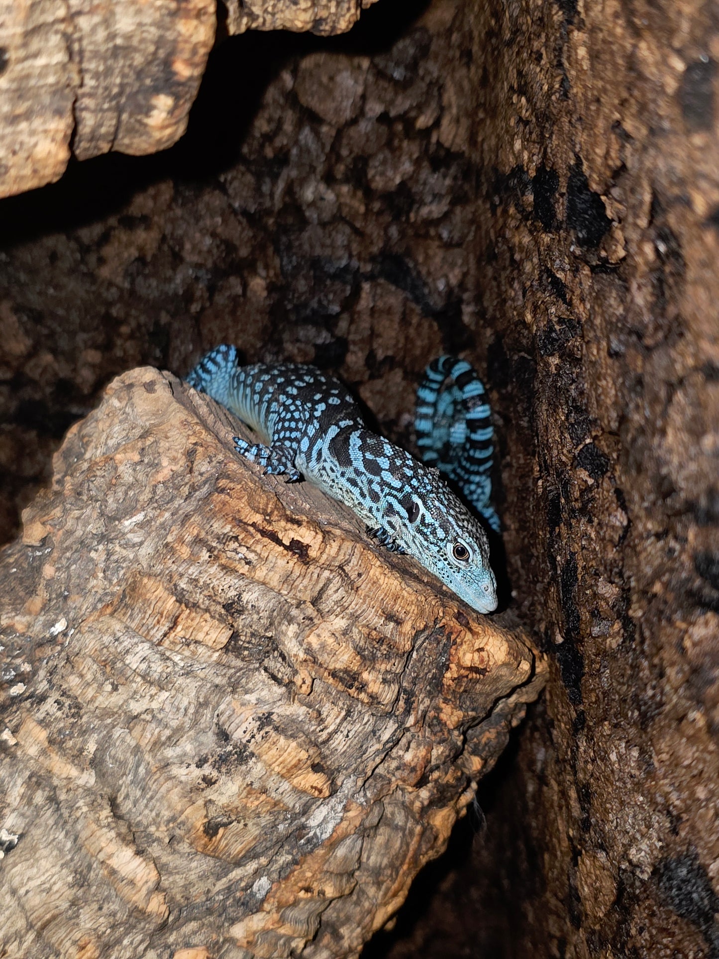Blauer Baumwaran / Varanus macraei