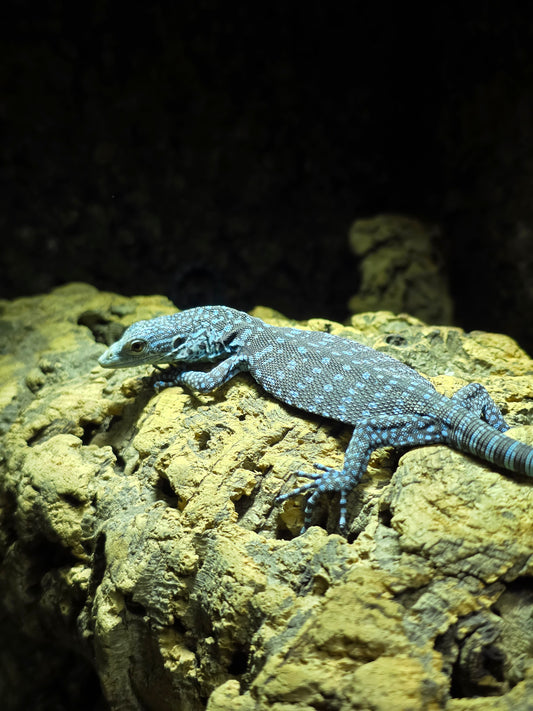 Blauer Baumwaran / Varanus macraei