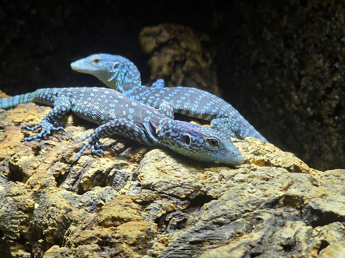 Blauer Baumwaran / Varanus macraei