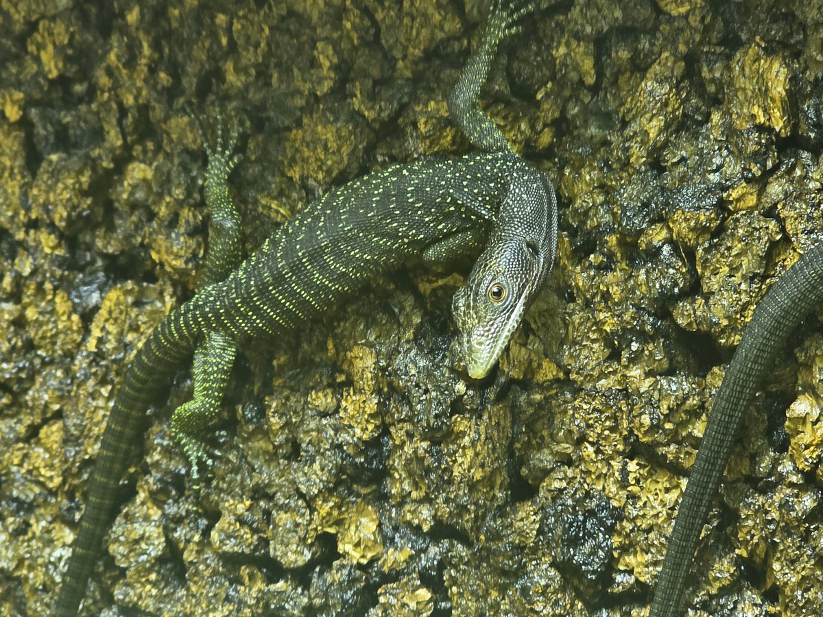 Schwarzer Baumwaran / Varanus beccarii