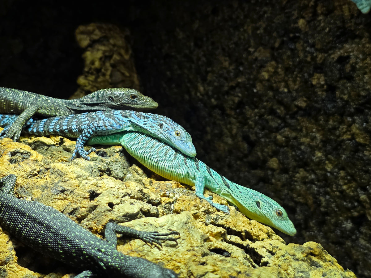 Schwarzer Baumwaran / Varanus beccarii