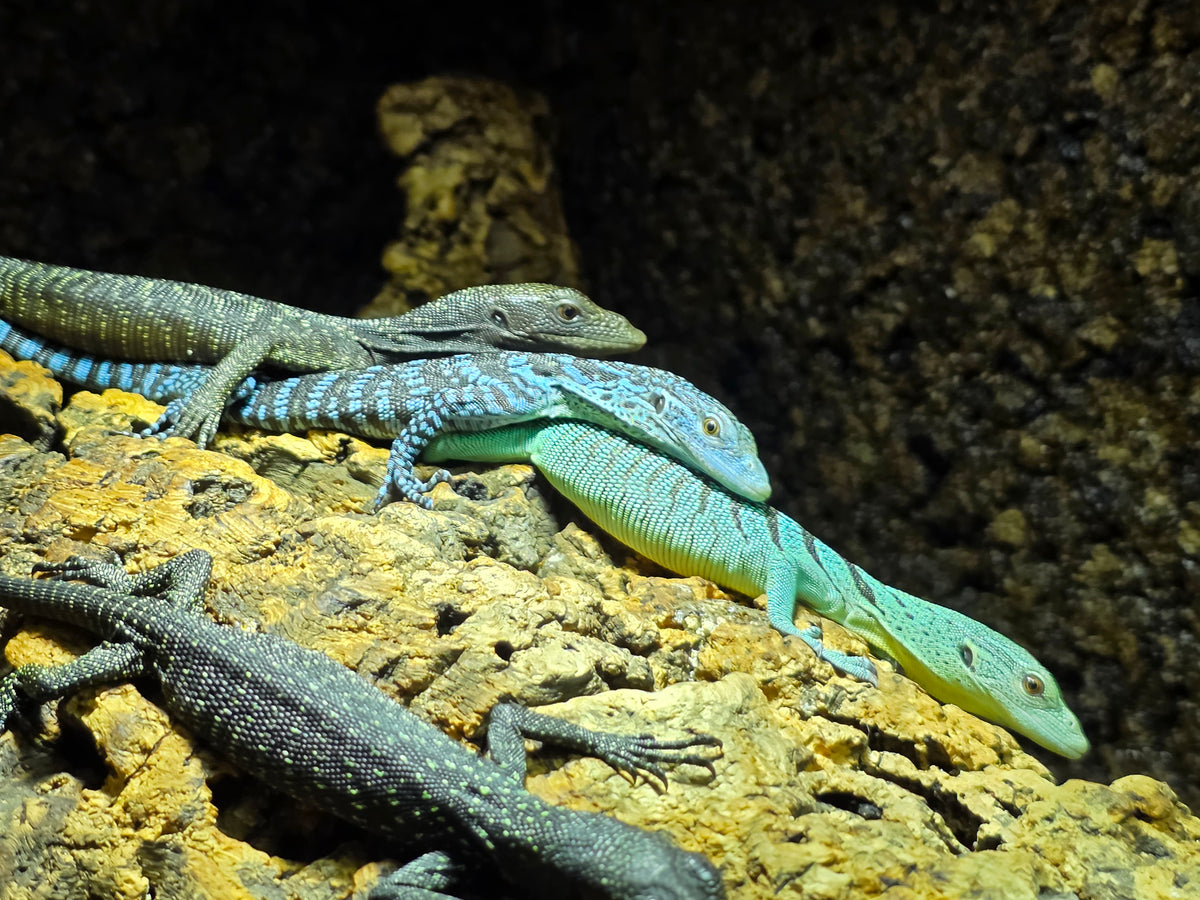 Blauer Baumwaran / Varanus macraei