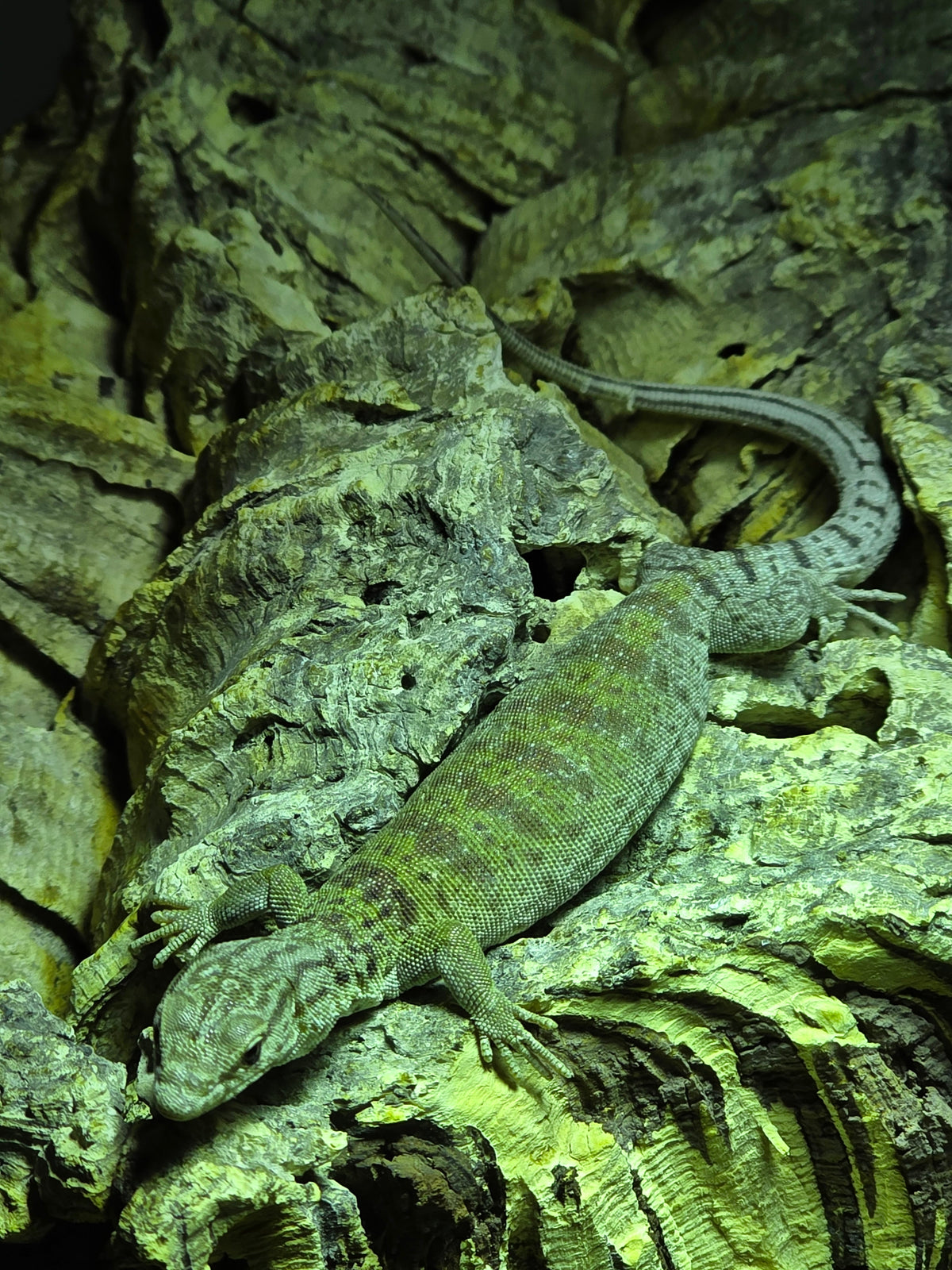 Gillens Zwergwaran / Varanus gilleni