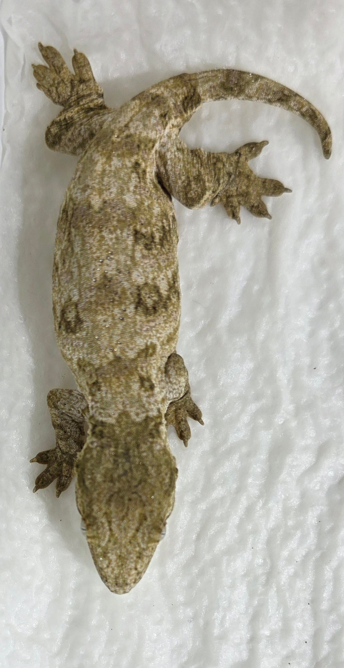 Riesengecko / Rhacodactylus leachianus #1
