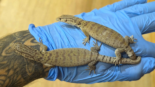 Gillens Zwergwaran / Varanus gilleni