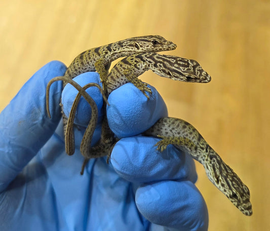 Gillens Zwergwaran / Varanus gilleni