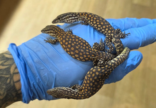 Stachelschwanzwaran / Varanus acanthurus