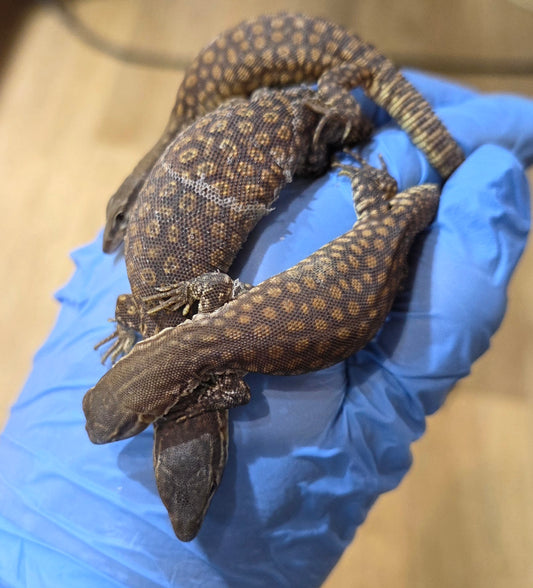 Stachelschwanzwaran / Varanus acanthurus