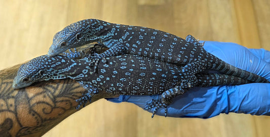 Blauer Baumwaran / Varanus macraei