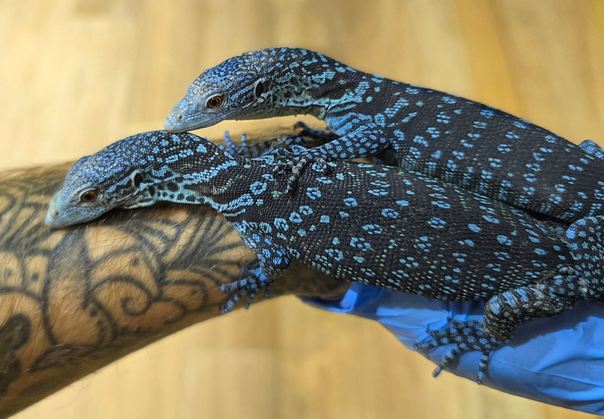 Blauer Baumwaran / Varanus macraei