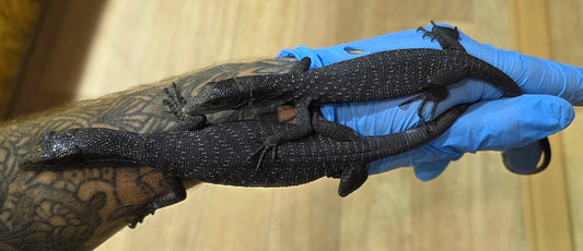 Schwarzer Baumwaran / Varanus beccarii