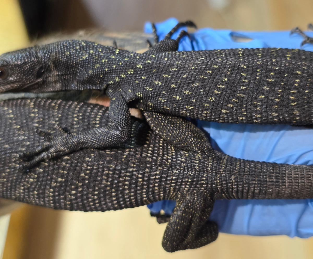 Schwarzer Baumwaran / Varanus beccarii
