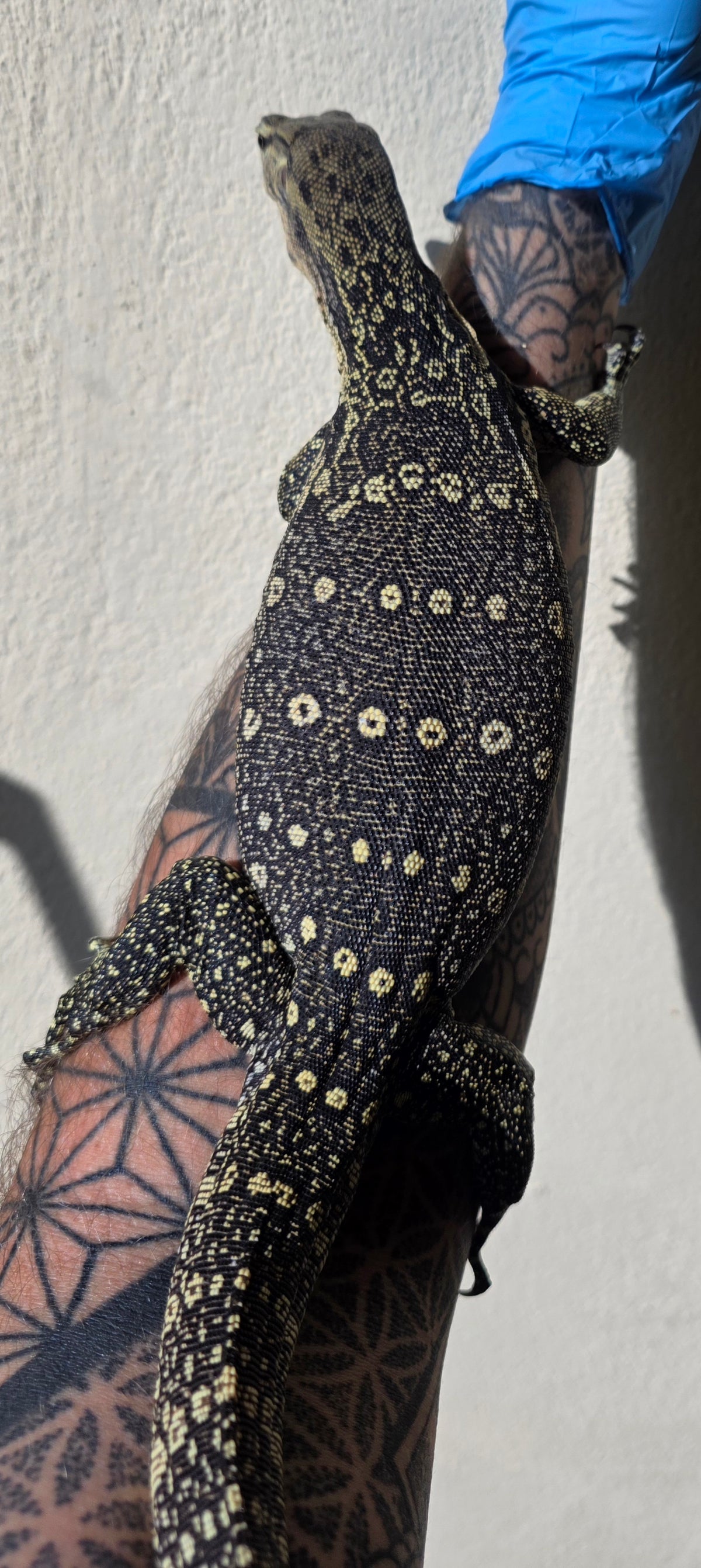 Bindenwaran / Varanus salvator