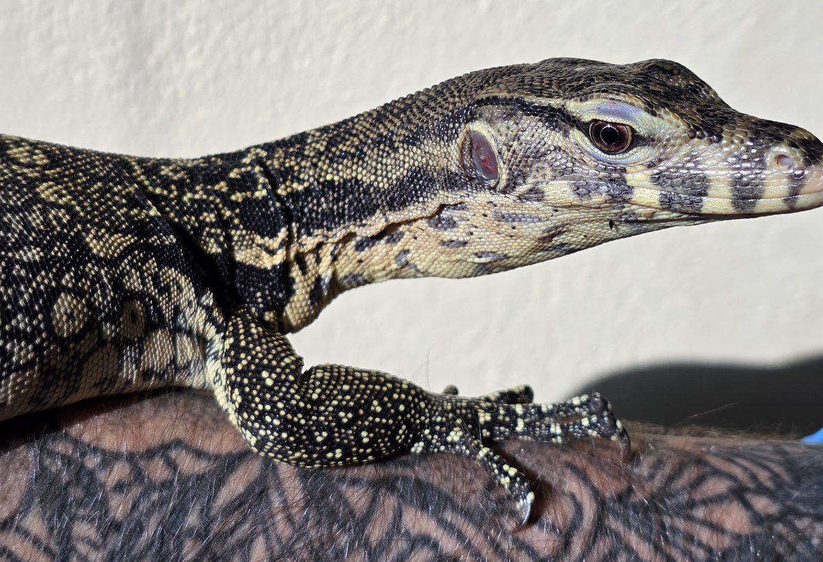 Bindenwaran / Varanus salvator