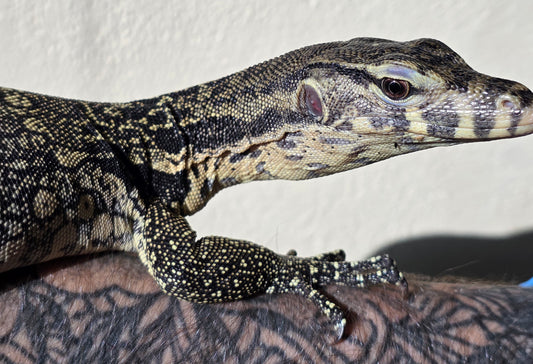Bindenwaran / Varanus salvator