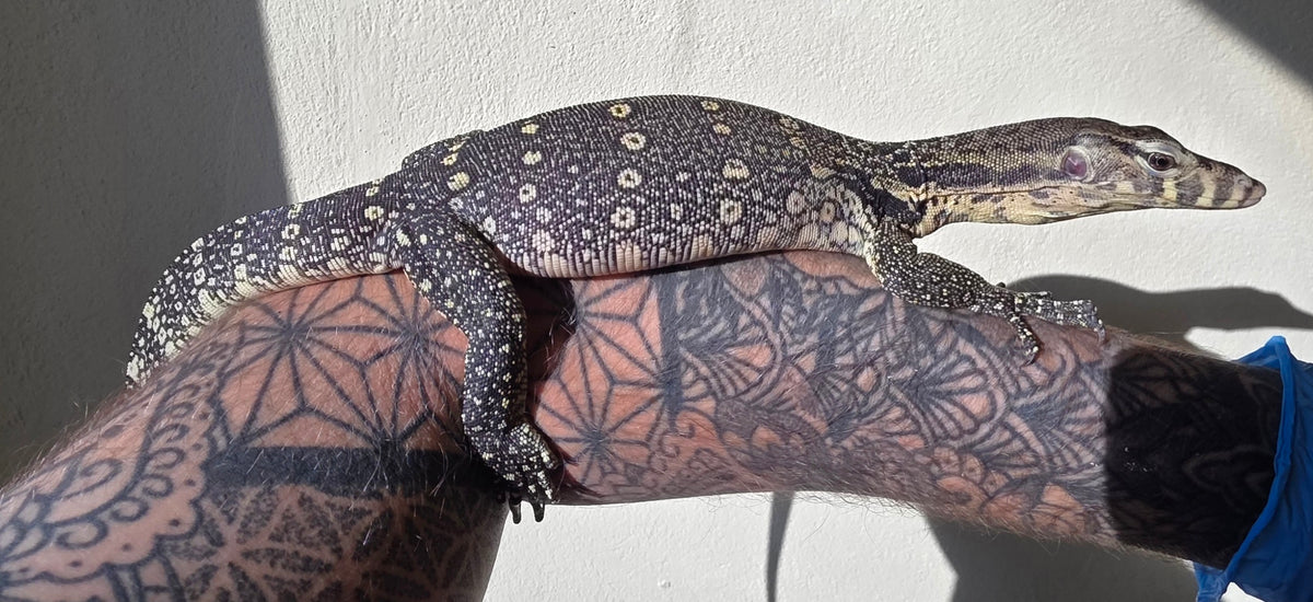 Bindenwaran / Varanus salvator