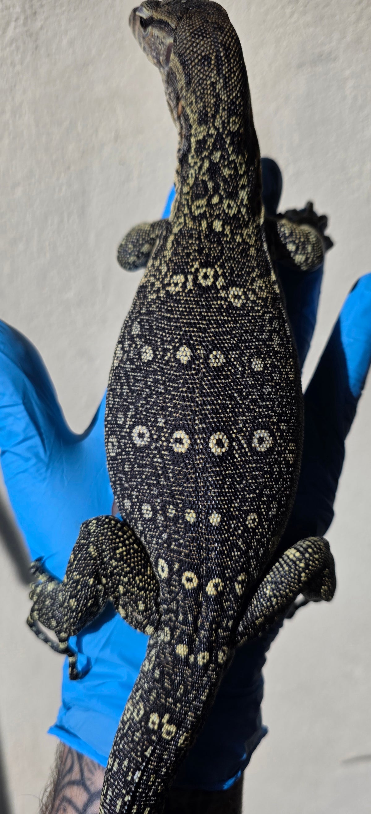 Bindenwaran / Varanus salvator