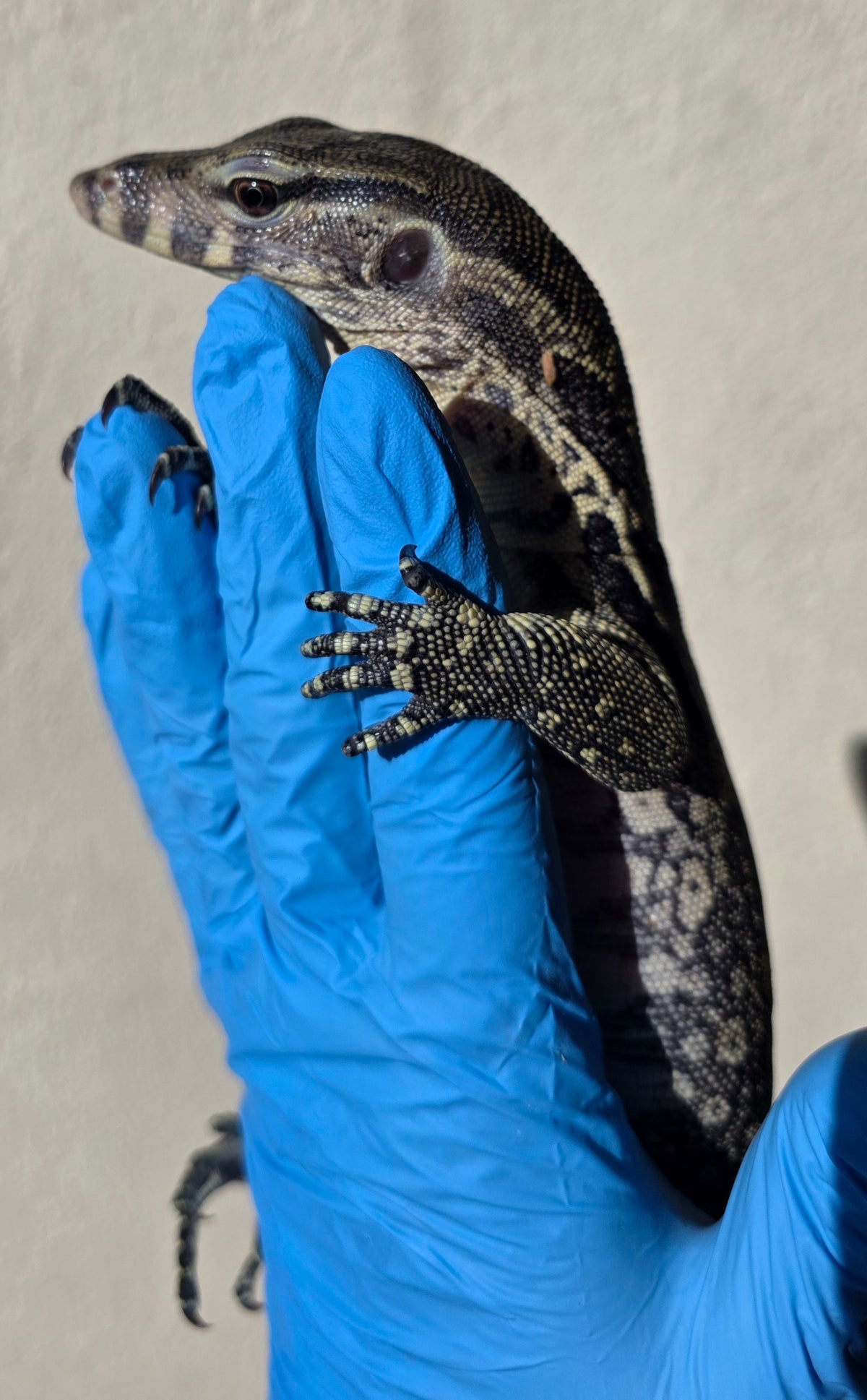 Bindenwaran / Varanus salvator
