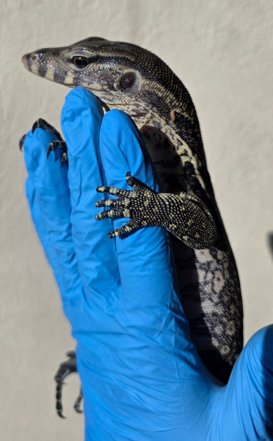 Bindenwaran / Varanus salvator