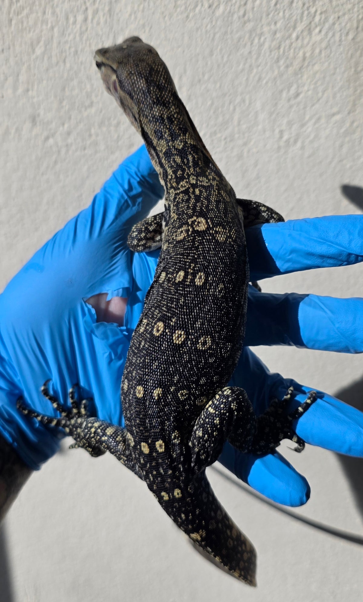 Bindenwaran / Varanus salvator