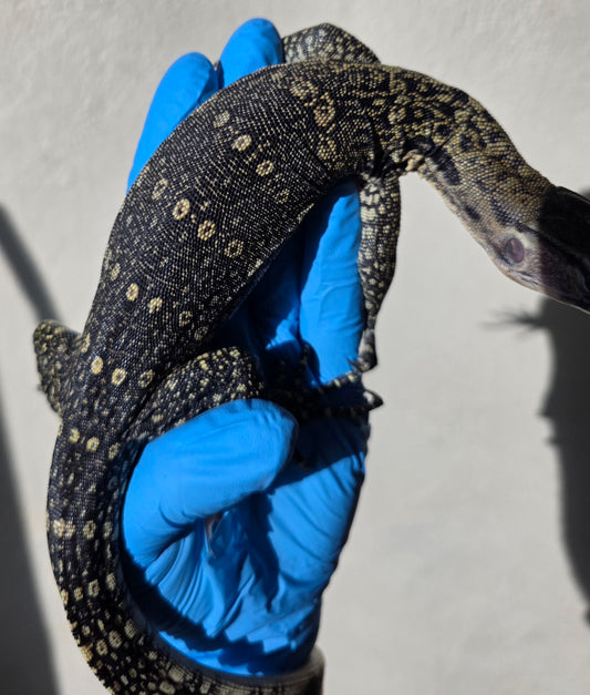 Bindenwaran / Varanus salvator