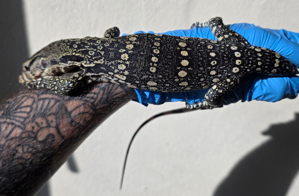 Bindenwaran / Varanus salvator