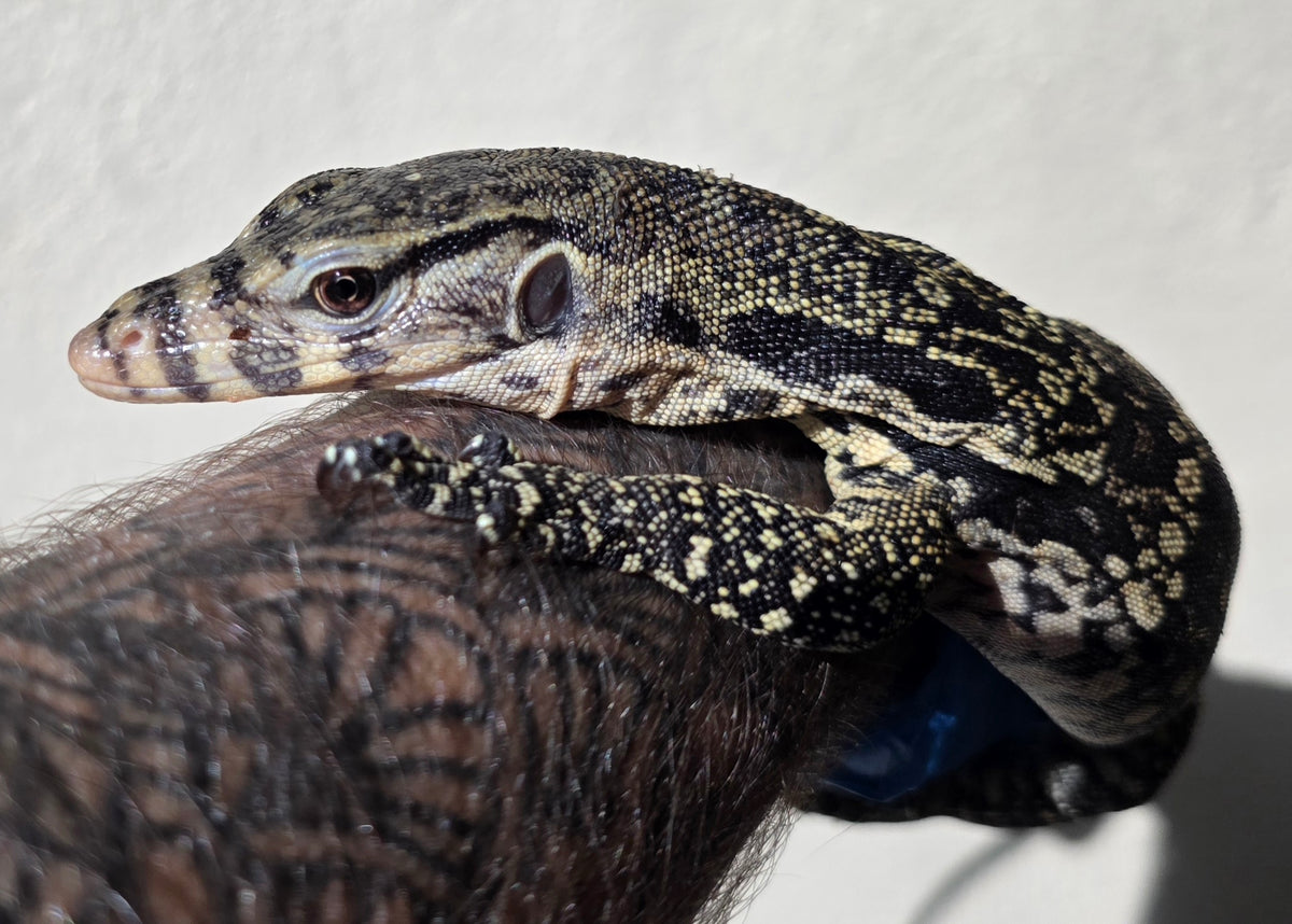 Bindenwaran / Varanus salvator