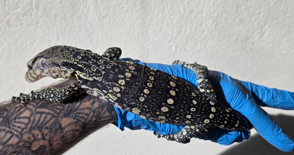 Bindenwaran / Varanus salvator