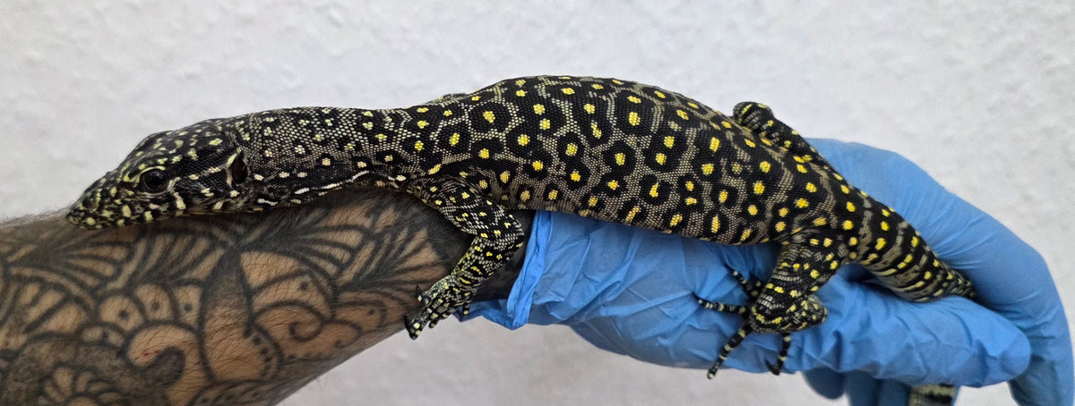 Blauschwanzwaran / Varanus doreanus