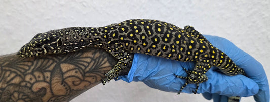 Blauschwanzwaran / Varanus doreanus
