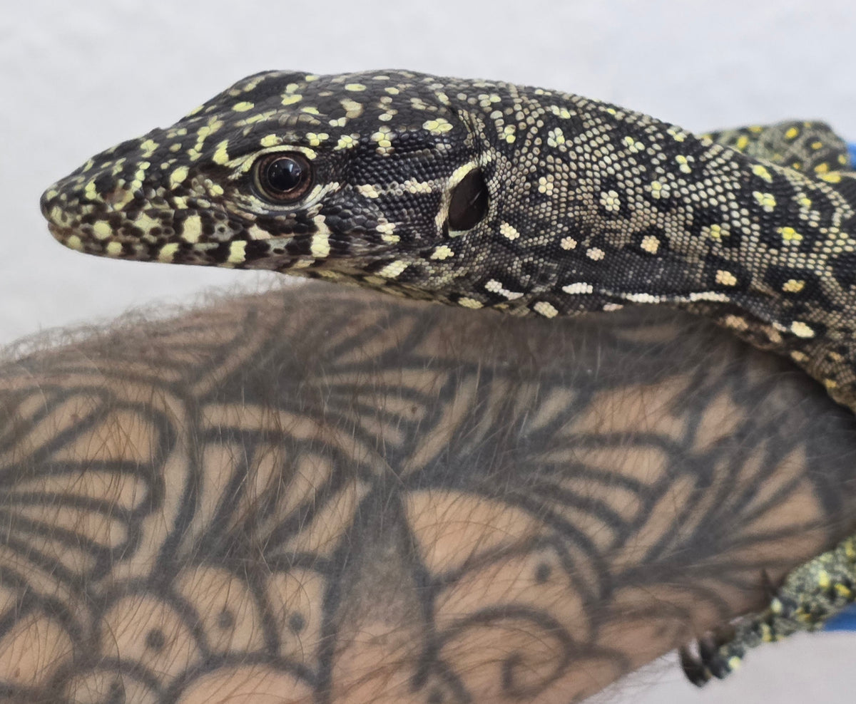 Blauschwanzwaran / Varanus doreanus