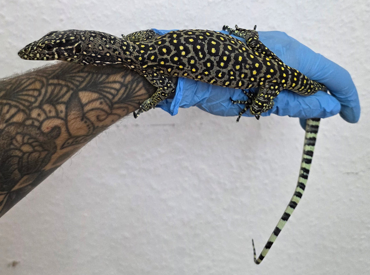 Blauschwanzwaran / Varanus doreanus