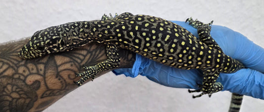 Blauschwanzwaran / Varanus doreanus