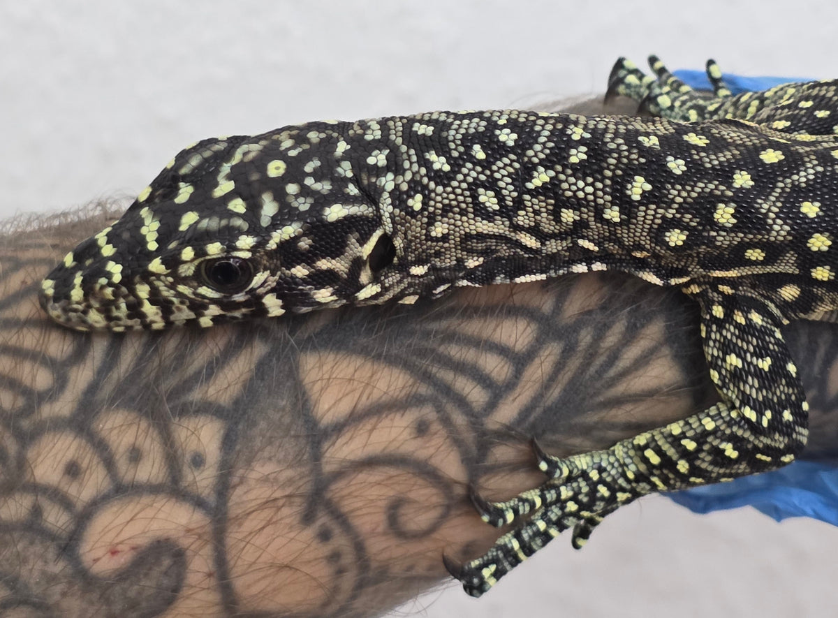 Blauschwanzwaran / Varanus doreanus