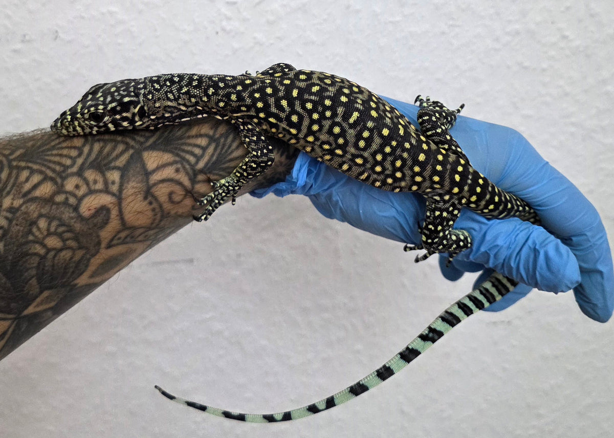 Blauschwanzwaran / Varanus doreanus