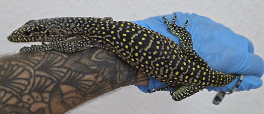 Blauschwanzwaran / Varanus doreanus