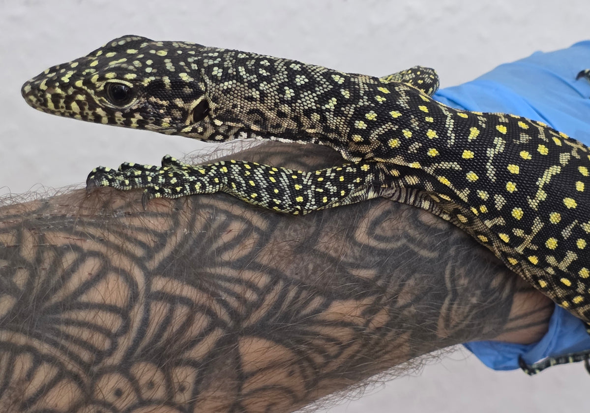 Blauschwanzwaran / Varanus doreanus