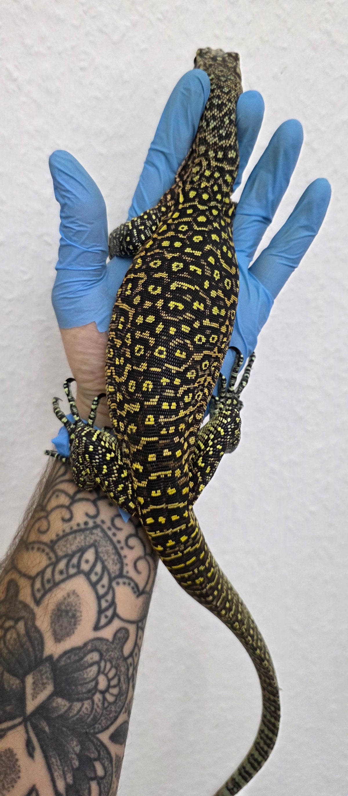 Blauschwanzwaran / Varanus doreanus