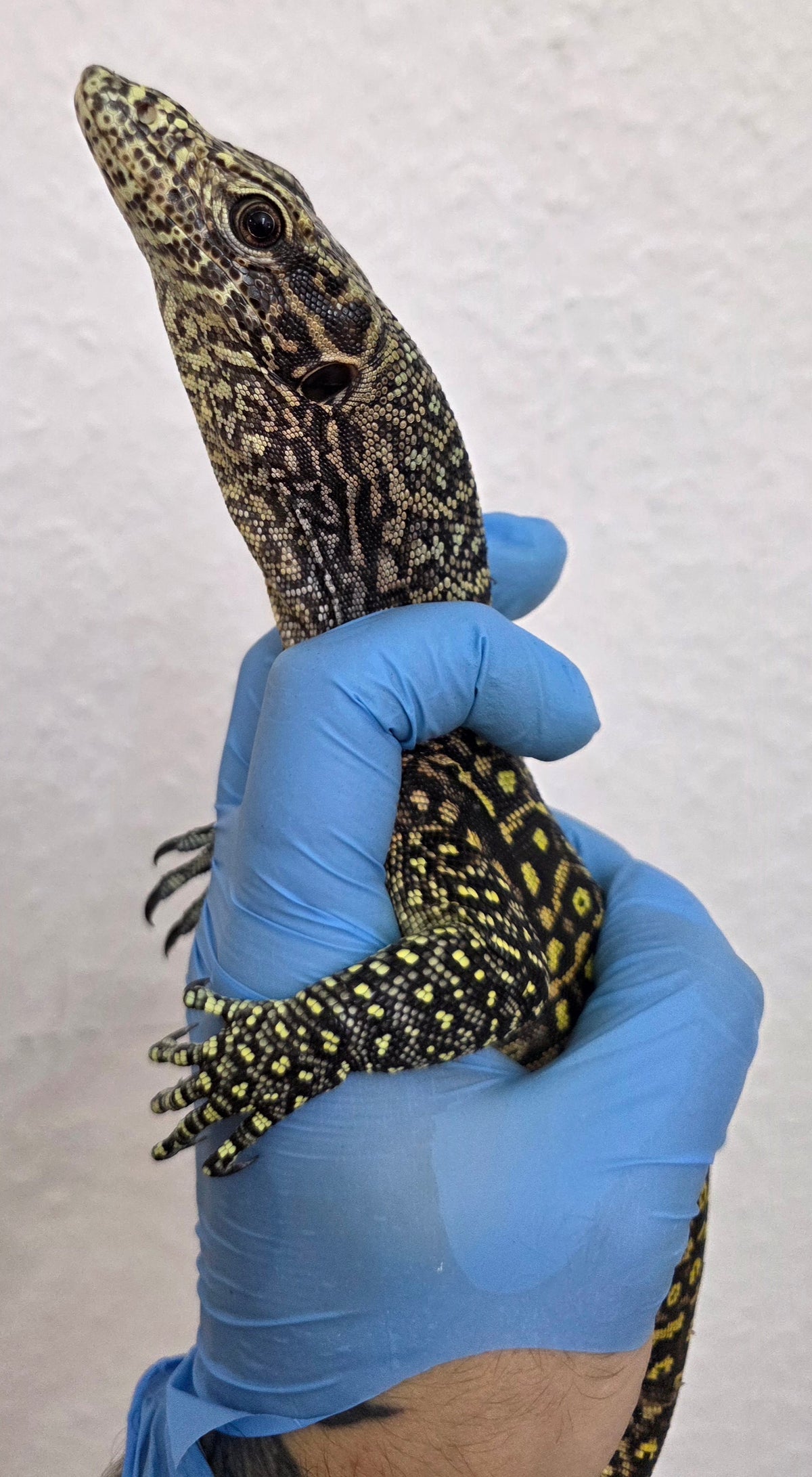 Blauschwanzwaran / Varanus doreanus