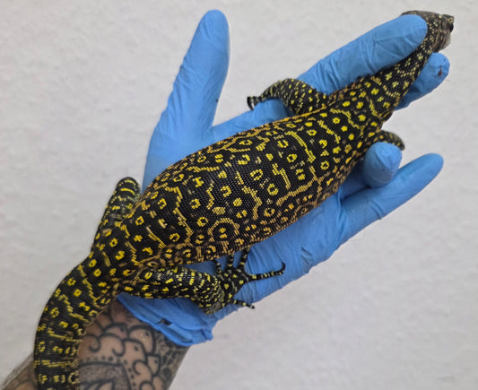 Blauschwanzwaran / Varanus doreanus