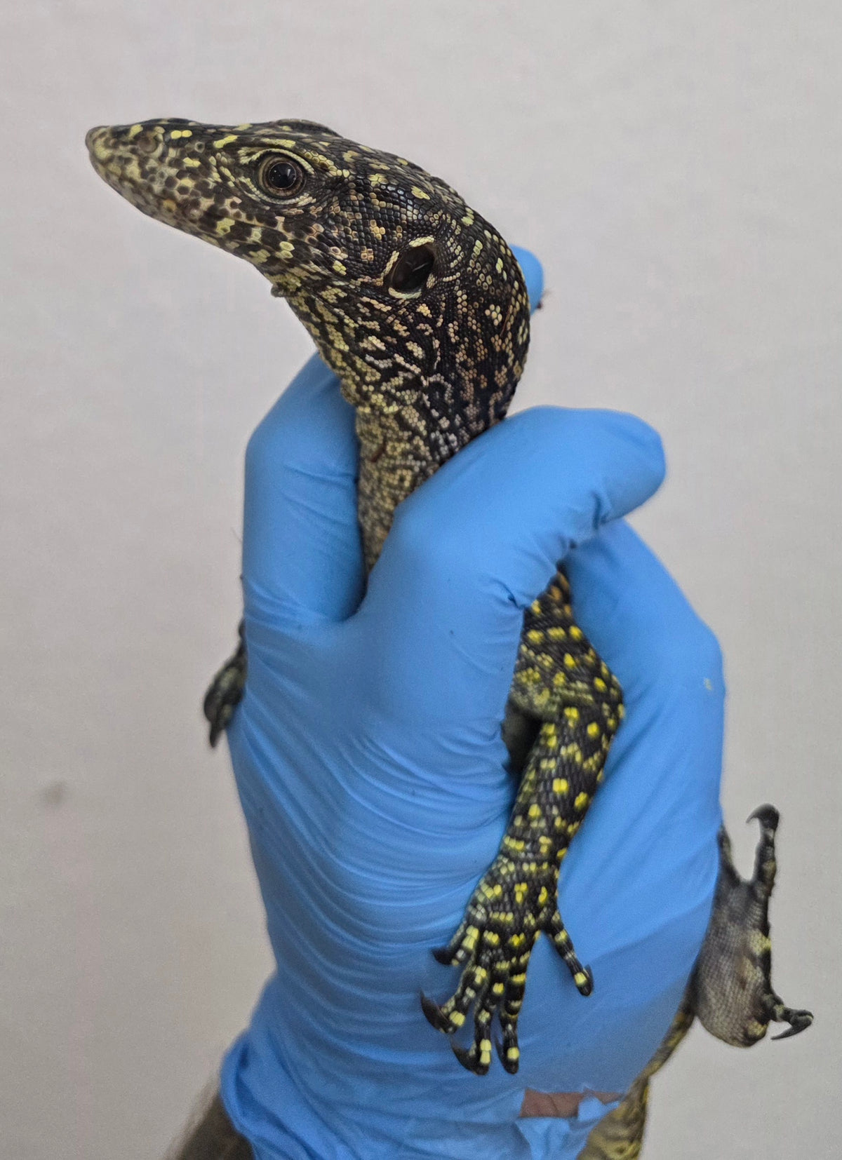 Blauschwanzwaran / Varanus doreanus